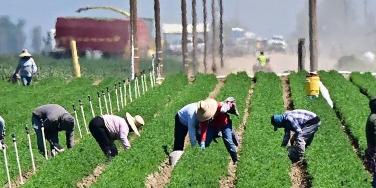 Trump frena expulsiones por presión del sector agrícola