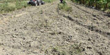 Vedan cultivos hospederos de mosca blanca y trips en Azua hasta septiembre