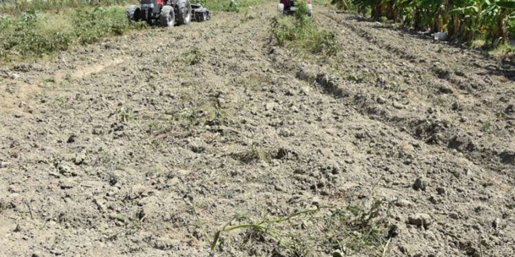 Vedan cultivos hospederos de mosca blanca y trips en Azua hasta septiembre