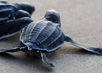 Veinte millones de tortugas nacen gracias a conservación en Caribe