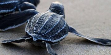 Veinte millones de tortugas nacen gracias a conservación en Caribe
