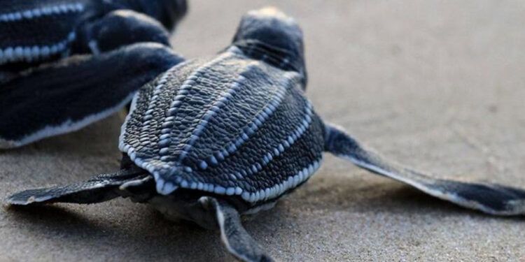 Veinte millones de tortugas nacen gracias a conservación en Caribe