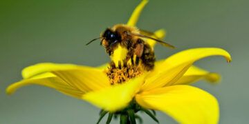 Veneno de abeja podría ser útil contra enfermedades vasculares, según estudio