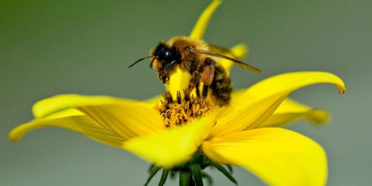 Veneno de abeja podría ser útil contra enfermedades vasculares, según estudio