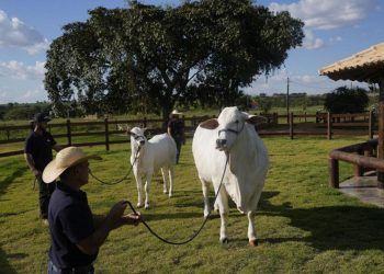 Viatina-19, la vaca más cara del mundo, es de Brasil