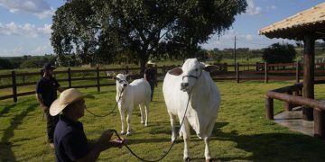 Viatina-19, la vaca más cara del mundo, es de Brasil