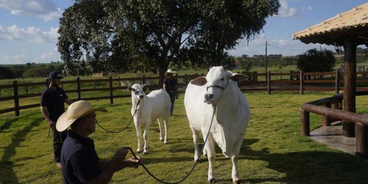 Viatina-19, la vaca más cara del mundo, es de Brasil