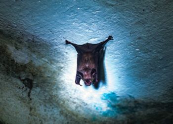 Virus Nipah en la India mantiene alerta sanitaria