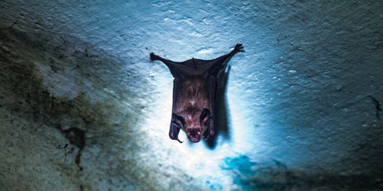 Virus Nipah en la India mantiene alerta sanitaria